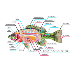 Fish internal organs Vector Art diagram Anatomy with Labels