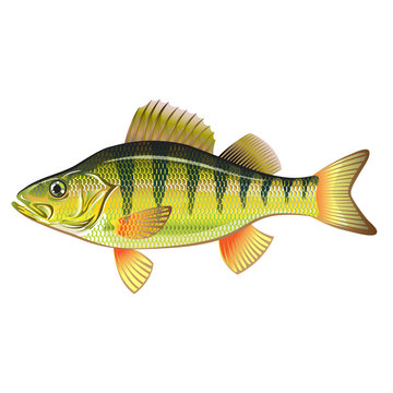 Freshwater Yellow Perch Vector Art graphic design file