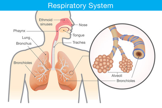Respiratory system of human. This illustration about anatomy and physiology.