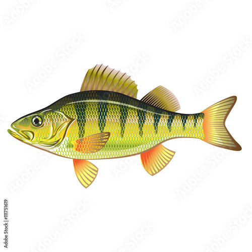"Freshwater Yellow Perch Vector Art graphic design file" Stock image