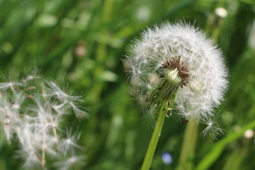Fototapeta premium pusteblume
