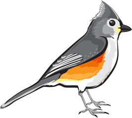 Tufted Titmouse Bird vector illustration clip-art graphic design