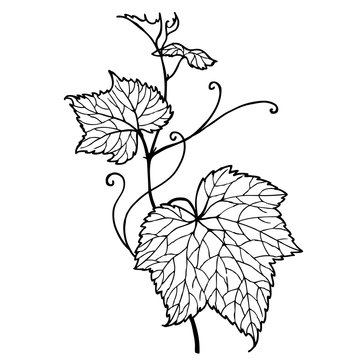 Leaf vine. Zen tangle doodle floral ornament. Hand drawn zentangle doodle illustration for adult coloring books in vector. Unique lacy. Floral doodles for your design. 