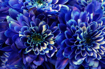 Macro of blue flower aster - 111752881