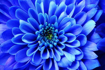 Macro of blue flower aster