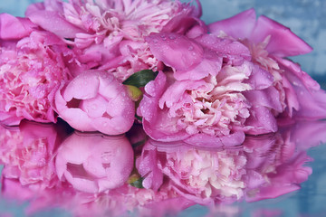 Fresh delicate pink peonies with drops of dew on a beautiful azure background and reflection. Background
