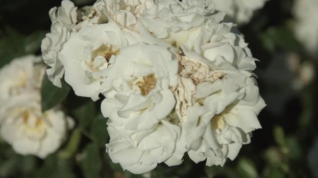 Rosa bianca