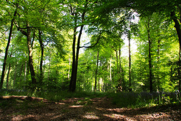 Beautiful English woodland on a spring morning