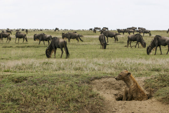 Fläckig hyena och strimmiga gnuer i Serengeti