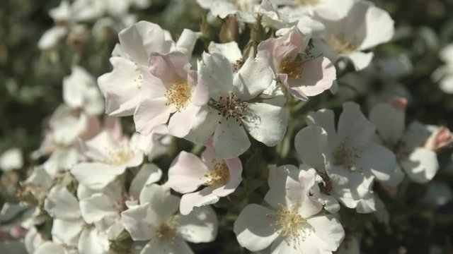 Rosa bianca