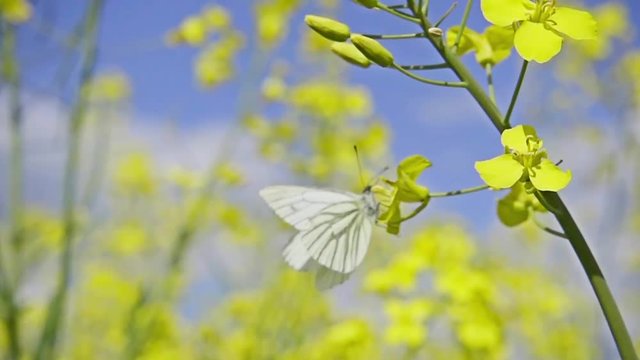 White butterfly and rapeseed flowers, slow motion