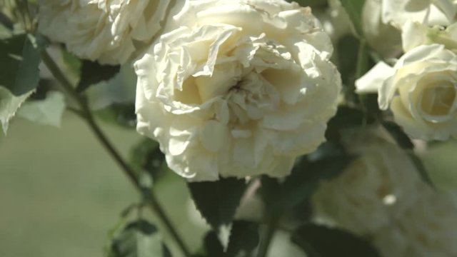 Rosa bianca