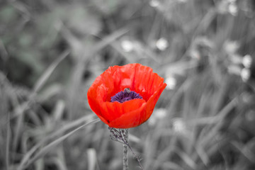 Poppy with a bee