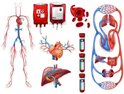 Blood types and breathing system
