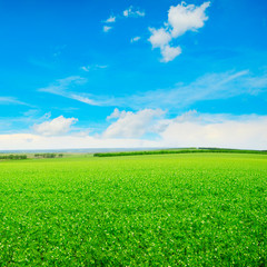 Peas field and blue sky