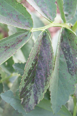 malattia su Fava. Macchie brune su foglie