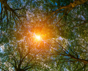 Sun ray through the trees
