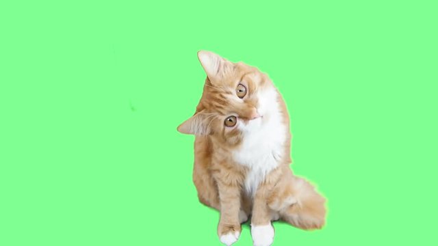 cat turns his head to the side at the green screen