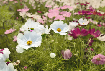 Cosmos flowers  in the garden,vintage image