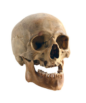 Old human skull.
