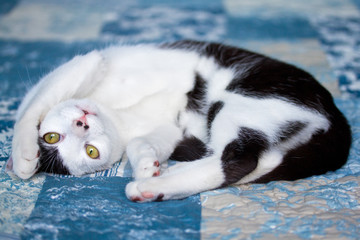 Playful domestic black and white cat