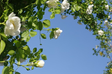Obrazy  Łuk z białej róży