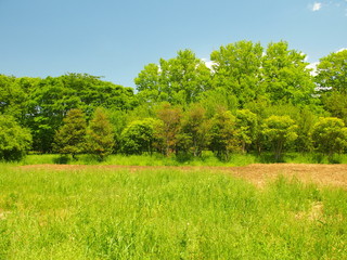 Fototapeta premium 野原と林