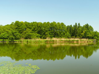 対岸からの水元公園風景