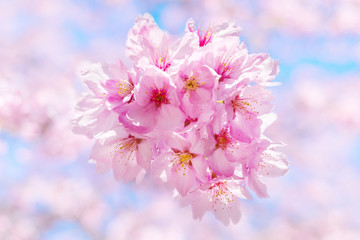 Sakura Flower / Sakura Flower, Cherry Blossom, Japanese Flower