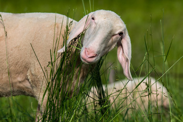 Schaf rasiert
