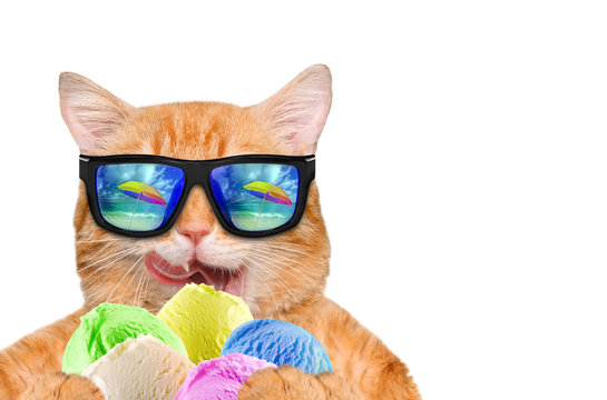 Cat wearing sunglasses relaxing in the sea background. Red cat eats ice cream. Isolated on white.