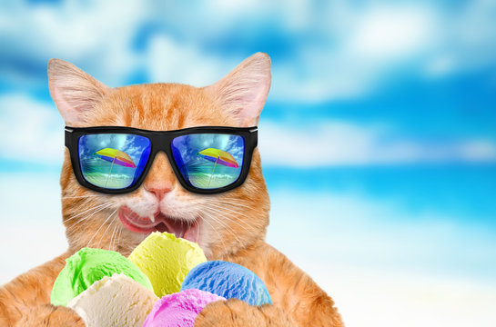 Cat wearing sunglasses relaxing in the sea background. Red cat eats ice cream. 