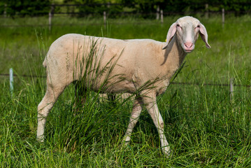 geschorendes Schaf