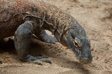 Komodo dragon (Varanus komodoensis).