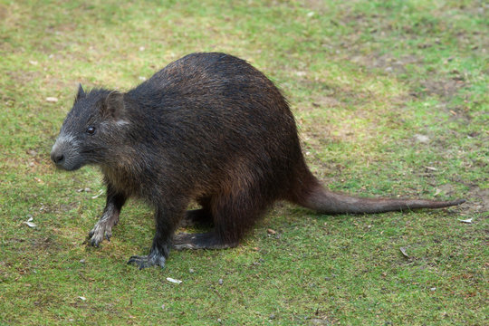 Desmarest's hutia (Capromys pilorides), also known as the Cuban