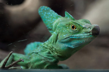 Plumed basilisk (Basiliscus plumifrons).