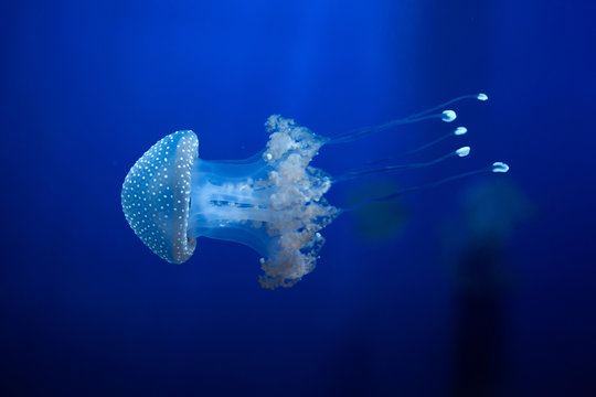 White-spotted jellyfish (Phyllorhiza punctata).