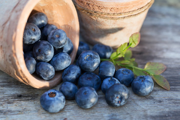 Fresh ripe Blueberries crop in garden