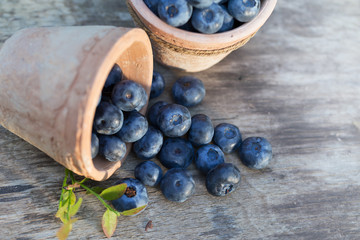 Fresh ripe Blueberries crop in garden
