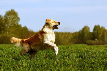 Naklejka na ściany i meble Happy dog Golden Retriever jumps