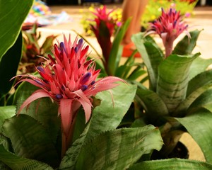 aechmea  blooming 