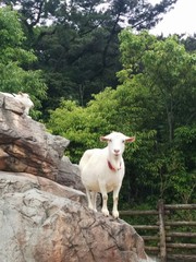 Fototapeta premium 白ヤギ