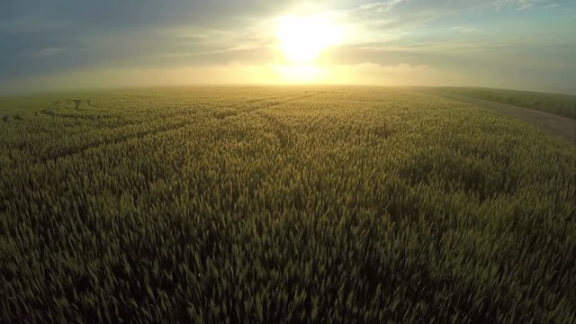 AERIAL, flight above wheat field through the morning foggy sunrise in rural countryside, misty clouds