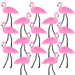 birds Flamingo