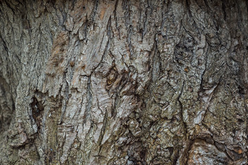 Bark Of Tree. Close-up. Background. Vertical.
