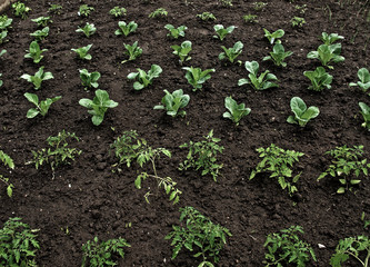 My growing organic vegetable garden