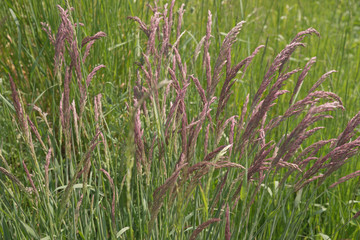 Fototapeta premium Gras als Hintergrund