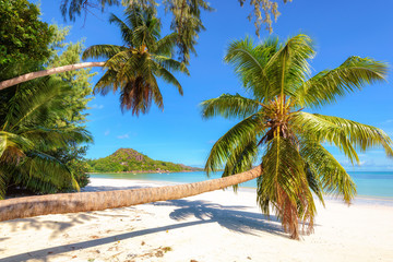 Palm trees on the beach at Praslin island, Seychelles. Fashion travel and tropical beach concept.