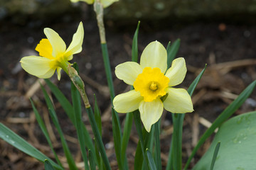 daffodil flowers © Aliaksei Luskin