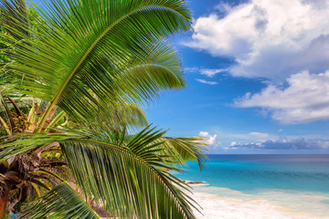 Fototapeta na wymiar Tropical palms on the beach Anse Georgette at island Praslin, Seychelles 